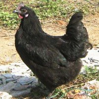 熱賣快大黑烏雞苗生長周期短利潤高 五黑雞苗土雞苗